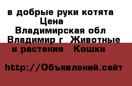 в добрые руки котята › Цена ­ 10 - Владимирская обл., Владимир г. Животные и растения » Кошки   